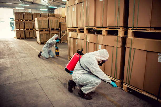 Best Rat Extermination Near Me  in Canutillo, TX