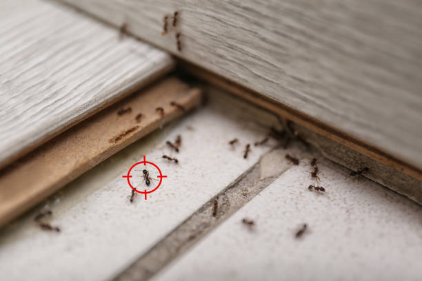 Best Termite Control Services  in Canutillo, TX