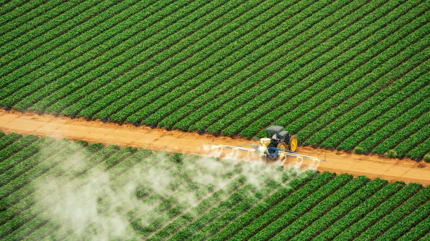 Professional Pest Control in Canutillo, TX
