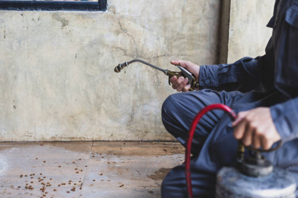 Best Local Pest Control Services  in Canutillo, TX